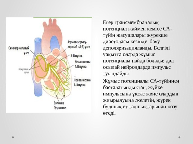 Егер трансмембраналық потенциал жаймен кемісе СА-түйін жасушалары жүрекше диастоласы кезінде баяу деполяризацияланды. Белгілі уақытта оларда жұмыс потенциалы пайда болады; дәл осылай нейрондарда импульс туындайды. Жұмыс потенциалы СА-түйіннен басталатындықтан, жүйке импульсына ұқсас және олардың жиырылуына әкелетін, жүрек бұлшық ет талшықтарынан қозу өтеді. 
