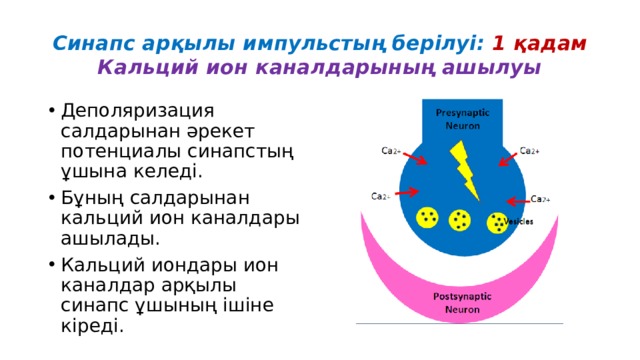 Синапс арқылы импульстың берілуі: 1 қадам  Кальций ион каналдарының ашылуы Деполяризация салдарынан әрекет потенциалы синапстың ұшына келеді. Бұның салдарынан кальций ион каналдары ашылады. Кальций иондары ион каналдар арқылы синапс ұшының ішіне кіреді. 