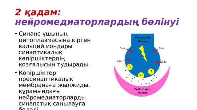 2 қадам: нейромедиаторлардың бөлінуі Синапс ұшының цитоплазмасына кірген кальций иондары синаптикалық көпіршіктердің қозғалысын тудырады. Көпіршіктер пресинаптикалық мембранаға жылжиды, құрамындағы нейромедиаторларды синапстық саңылауға бөледі. 