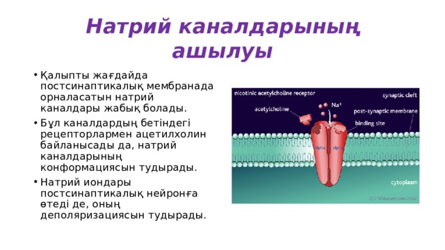 Натрий каналдарының ашылуы Қалыпты жағдайда постсинаптикалық мембранада орналасатын натрий каналдары жабық болады. Бұл каналдардың бетіндегі рецепторлармен ацетилхолин байланысады да, натрий каналдарының конформациясын тудырады. Натрий иондары постсинаптикалық нейронға өтеді де, оның деполяризациясын тудырады. 
