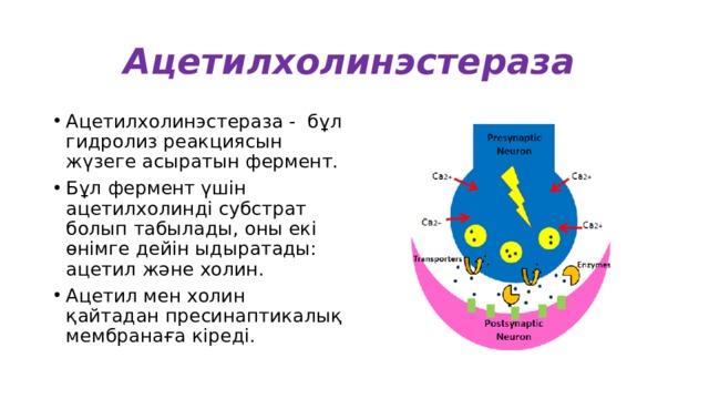 Ацетилхолинэстераза  Ацетилхолинэстераза - бұл гидролиз реакциясын жүзеге асыратын фермент. Бұл фермент үшін ацетилхолинді субстрат болып табылады, оны екі өнімге дейін ыдыратады: ацетил және холин. Ацетил мен холин қайтадан пресинаптикалық мембранаға кіреді. 