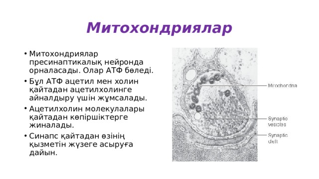 Митохондриялар Митохондриялар пресинаптикалық нейронда орналасады. Олар АТФ бөледі. Бұл АТФ ацетил мен холин қайтадан ацетилхолинге айналдыру үшін жұмсалады. Ацетилхолин молекулалары қайтадан көпіршіктерге жиналады. Синапс қайтадан өзінің қызметін жүзеге асыруға дайын. 