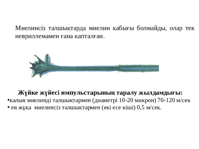 Миелинсіз талшықтарда миелин қабығы болмайды, олар тек невриллемамен ғана қапталған . Жүйке жүйесі импульстарының таралу жылдамдығы: қалың миелинді талшықтармен (диаметрі 10-20 микрон) 70-120 м/сек  ең жұқа миелинсіз талшықтармен (екі есе кіші) 0,5 м/сек.  