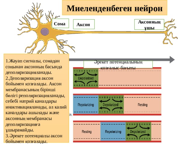 Миеленденбеген нейрон Сома  Аксонның ұшы Аксон 1.Жауап сигналы, сомадан соңынан аксонның басында деполяризацияланады. 2.Деполяризация аксон бойымен қозғалады. Аксон мембранасының бірінші бөлігі реполяризацияланады, себебі натрий каналдары инактивацияланады, ал калий каналдары ашылады және аксонның мембранасы деполяризацияға ұшырамайды. 3.Әрекет потенциалы аксон бойымен қозғалады. Әрекет потенциалының қозғалыс бағыты 