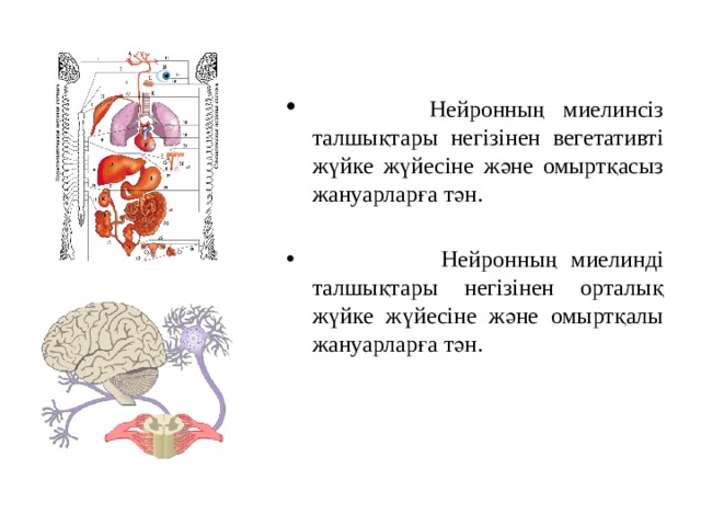   Нейронның миелинсіз талшықтары негізінен вегетативті жүйке жүйесіне және омыртқасыз жануарларға тән.  Нейронның миелинді талшықтары негізінен орталық жүйке жүйесіне және омыртқалы жануарларға тән. 