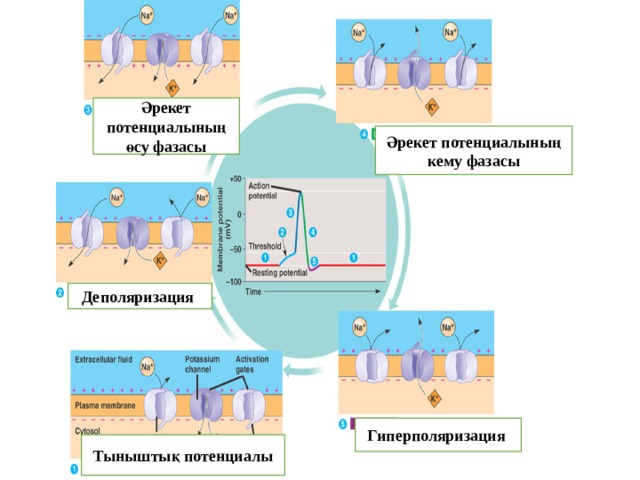 Әрекет потенциалының өсу фазасы Әрекет потенциалының кему фазасы Деполяризация Гиперполяризация Тыныштық потенциалы 