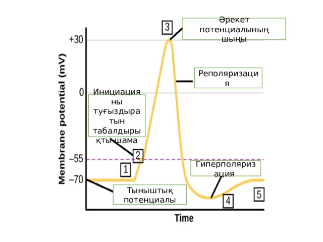 Әрекет потенциалының шыңы Реполяризация Инициацияны туғыздыратын табалдырықты шама Гиперполяризация Тыныштық потенциалы 