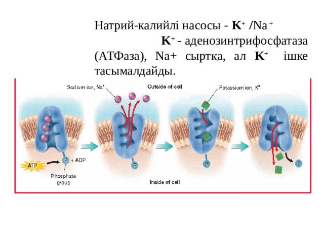 Натрий-калийлі насосы - K + / Na +  K + - аденозинтрифосфатаза (АТФаза), Na+ сыртқа, ал K + ішке тасымалдайды. 