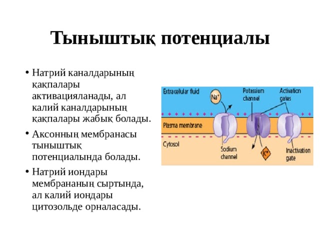 Тыныштық потенциалы Натрий каналдарының қақпалары активацияланады, ал калий каналдарының қақпалары жабық болады. Аксонның мембранасы тыныштық потенциалында болады. Натрий иондары мембрананың сыртында, ал калий иондары цитозольде орналасады. 