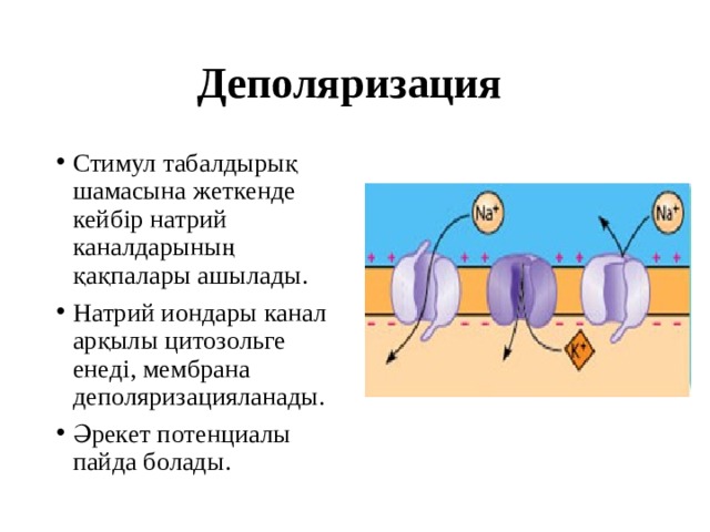 Деполяризация Стимул табалдырық шамасына жеткенде кейбір натрий каналдарының қақпалары ашылады. Натрий иондары канал арқылы цитозольге енеді, мембрана деполяризацияланады. Әрекет потенциалы пайда болады. 