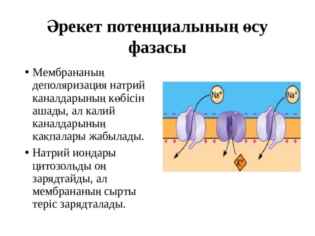 Әрекет потенциалының өсу фазасы Мембрананың деполяризация натрий каналдарының көбісін ашады, ал калий каналдарының қақпалары жабылады. Натрий иондары цитозольды оң зарядтайды, ал мембрананың сырты теріс зарядталады. 