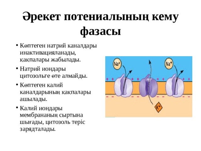 Әрекет потениалының кему фазасы Көптеген натрий каналдары инактивацияланады, қақпалары жабылады. Натрий иондары цитозольге өте алмайды. Көптеген калий каналдарының қақпалары ашылады. Калий иондары мембрананың сыртына шығады, цитозоль теріс зарядталады. 
