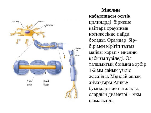  Миелин қабықшасы осьтік цилиндрді бірнеше қайтара орауының нәтижесінде пайда болады. Орамдар бір-бірімен кірігіп тығыз майлы қорап - миелин қабығы түзіледі. Ол талшықтың бойында әрбір 1-2 мм сайын үзіліс жасайды. Мұндай ашық аймақтары Ранвье буындары деп аталады, олардың диаметрі 1 мкм шамасында 