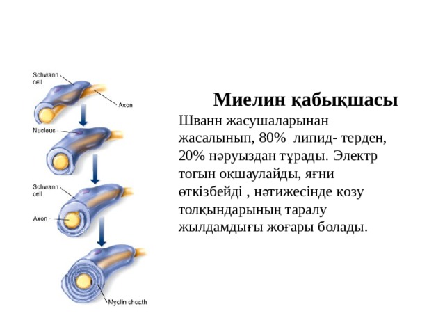  Миелин қабықшасы  Шванн жасушаларынан жасалынып, 80% липид- терден, 20% нәруыздан тұрады . Электр тогын оқшаулайды, яғни өткізбейді , нәтижесінде қозу толқындарының таралу жылдамдығы жоғары болады.   