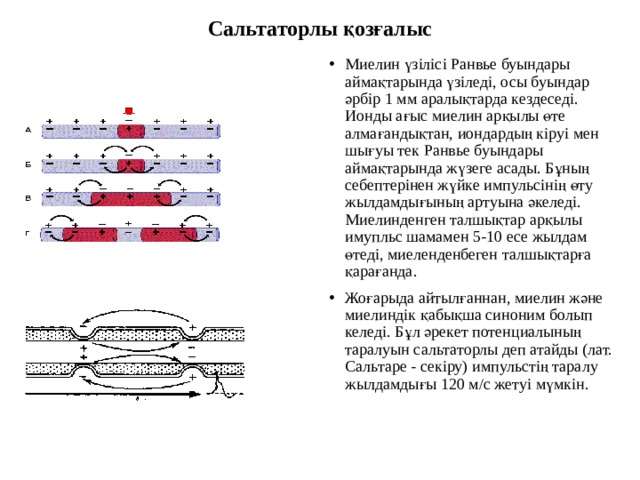 Сальтаторлы қозғалыс Миелин үзілісі Ранвье буындары аймақтарында үзіледі, осы буындар әрбір 1 мм аралықтарда кездеседі. Ионды ағыс миелин арқылы өте алмағандықтан, иондардың кіруі мен шығуы тек Ранвье буындары аймақтарында жүзеге асады. Бұның себептерінен жүйке импульсінің өту жылдамдығының артуына әкеледі. Миелинденген талшықтар арқылы имупльс шамамен 5-10 есе жылдам өтеді, миеленденбеген талшықтарға қарағанда. Жоғарыда айтылғаннан, миелин және миелиндік қабықша синоним болып келеді. Бұл әрекет потенциалының таралуын сальтаторлы деп атайды (лат. Сальтаре - секіру) импульстің таралу жылдамдығы 120 м/с жетуі мүмкін. 