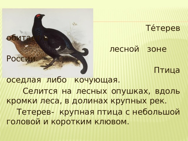 Те́терев обитает в  лесной зоне       России.  Птица оседлая либо кочующая.  Селится на лесных опушках, вдоль кромки леса, в долинах крупных рек.  Тетерев- крупная птица с небольшой головой и коротким клювом.