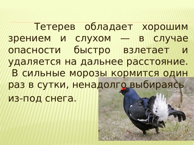 Тетерев обладает хорошим зрением и слухом — в случае опасности быстро взлетает и удаляется на дальнее расстояние. В сильные морозы кормится один раз в сутки, ненадолго выбираясь из-под снега.