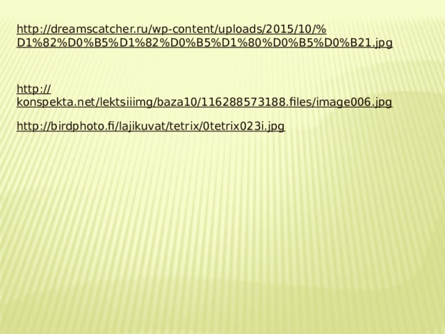 http://dreamscatcher.ru/wp-content/uploads/2015/10/% D1%82%D0%B5%D1%82%D0%B5%D1%80%D0%B5%D0%B21.jpg http:// konspekta.net/lektsiiimg/baza10/116288573188.files/image006.jpg http:// birdphoto.fi/lajikuvat/tetrix/0tetrix023i.jpg