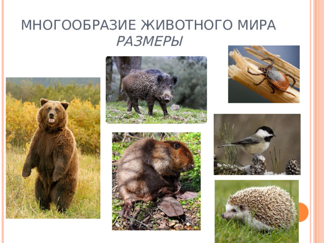 МНОГООБРАЗИЕ ЖИВОТНОГО МИРА  РАЗМЕРЫ 