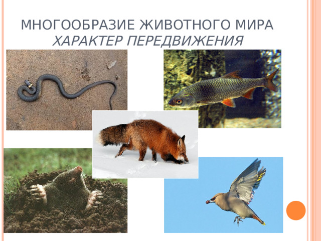 МНОГООБРАЗИЕ ЖИВОТНОГО МИРА  ХАРАКТЕР ПЕРЕДВИЖЕНИЯ 