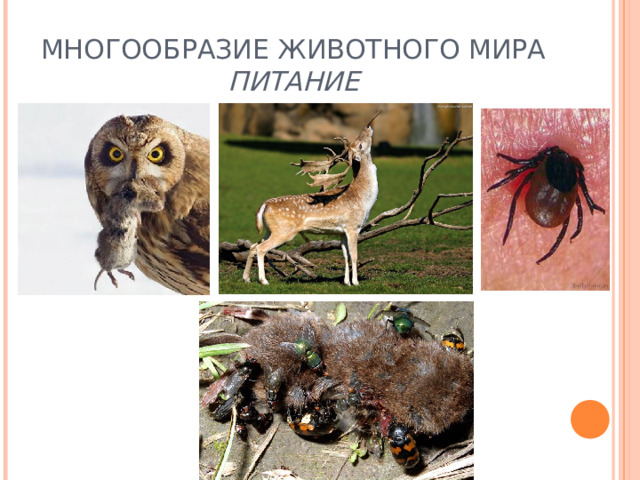 МНОГООБРАЗИЕ ЖИВОТНОГО МИРА  ПИТАНИЕ 