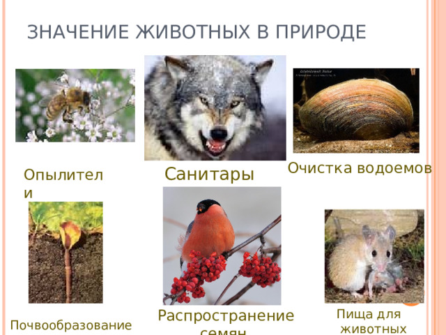 ЗНАЧЕНИЕ ЖИВОТНЫХ В ПРИРОДЕ  Опылители Очистка водоемов Санитары  Пища для  животных Распространение семян Почвообразование 