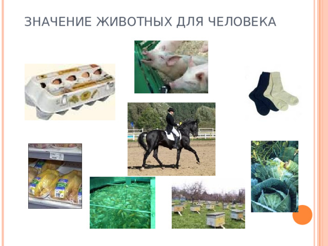 ЗНАЧЕНИЕ ЖИВОТНЫХ ДЛЯ ЧЕЛОВЕКА 
