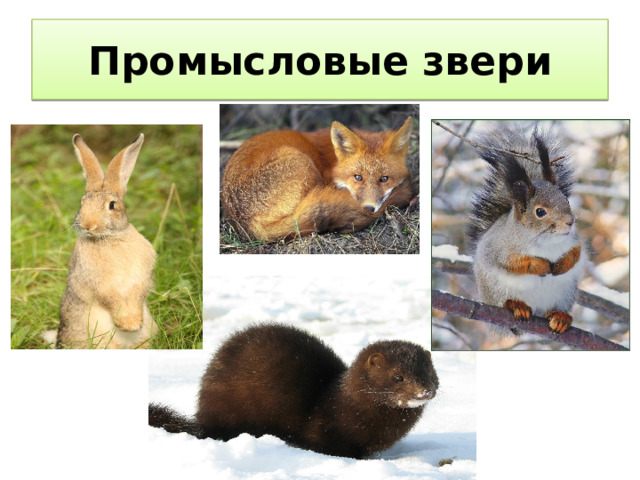 Промысловые звери 