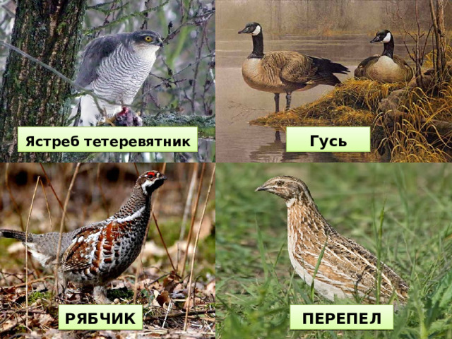 Я стреб тетеревятник Гусь РЯБЧИК ПЕРЕПЕЛ 