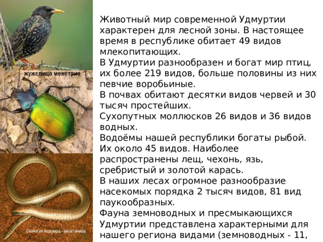 Животный мир современной Удмуртии характерен для лесной зоны. В настоящее время в республике обитает 49 видов млекопитающих. В Удмуртии разнообразен и богат мир птиц, их более 219 видов, больше половины из них певчие воробьиные. В почвах обитают десятки видов червей и 30 тысяч простейших. Сухопутных моллюсков 26 видов и 36 видов водных. Водоёмы нашей республики богаты рыбой. Их около 45 видов. Наиболее распространены лещ, чехонь, язь, сребристый и золотой карась. В наших лесах огромное разнообразие насекомых порядка 2 тысяч видов, 81 вид паукообразных. Фауна земноводных и пресмыкающихся Удмуртии представлена характерными для нашего региона видами (земноводных - 11, пресмыкающихся – 6). Все они заслуживают внимания как важный компонент экосистем. 