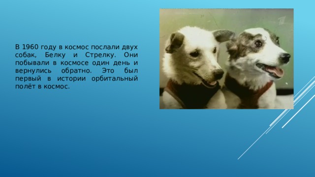 В 1960 году в космос послали двух собак, Белку и Стрелку. Они побывали в космосе один день и вернулись обратно. Это был первый в истории орбитальный полёт в космос. 