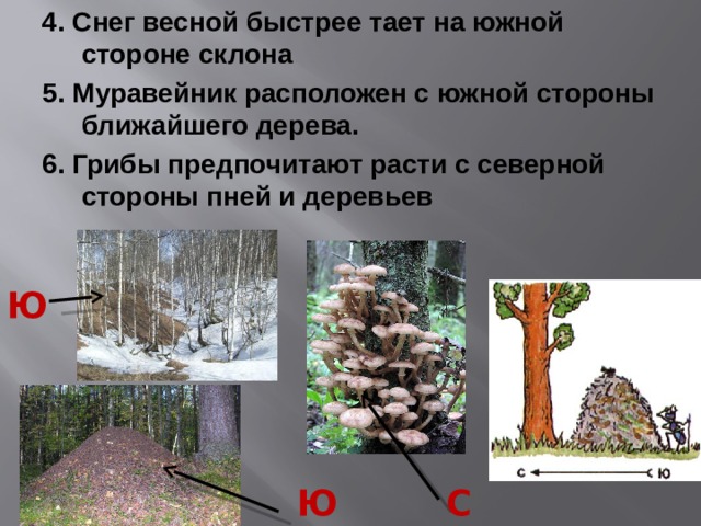4. Снег весной быстрее тает на южной стороне склона 5. Муравейник расположен с южной стороны ближайшего дерева. 6. Грибы предпочитают расти с северной стороны пней и деревьев Ю С Ю 