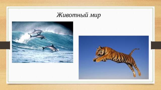 Животный мир 