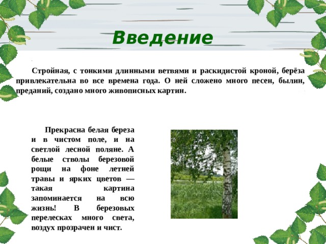 http://www.deti-66.ru Введение  Стройная, с тонкими длинными ветвями и раскидистой кроной, берёза привлекательна во все времена года. О ней сложено много песен, былин, преданий, создано много живописных картин.  Прекрасна белая береза и в чистом поле, и на светлой лесной поляне. А белые стволы березовой рощи на фоне летней травы и ярких цветов — такая картина запоминается на всю жизнь! В березовых перелесках много света, воздух прозрачен и чист. 
