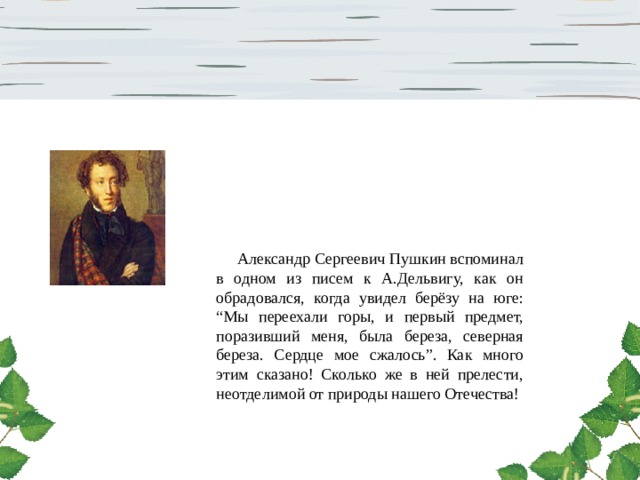  Александр Сергеевич Пушкин вспоминал в одном из писем к А.Дельвигу, как он обрадовался, когда увидел берёзу на юге: “Мы переехали горы, и первый предмет, поразивший меня, была береза, северная береза. Сердце мое сжалось”. Как много этим сказано! Сколько же в ней прелести, неотделимой от природы нашего Отечества! 