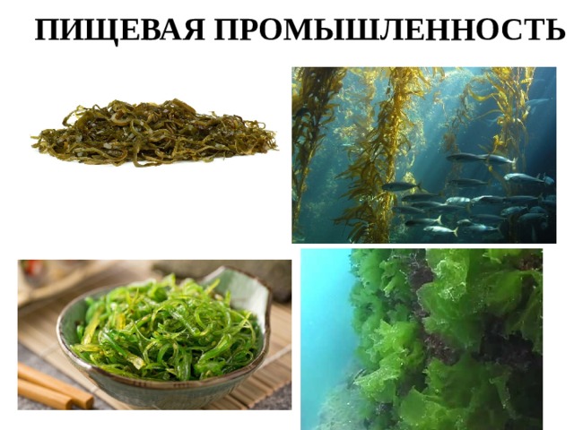 ПИЩЕВАЯ ПРОМЫШЛЕННОСТЬ 