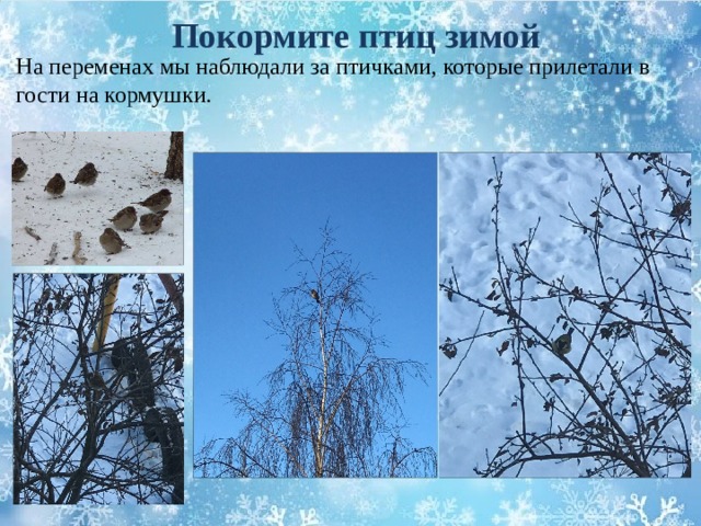 Покормите птиц зимой На переменах мы наблюдали за птичками, которые прилетали в гости на кормушки. 
