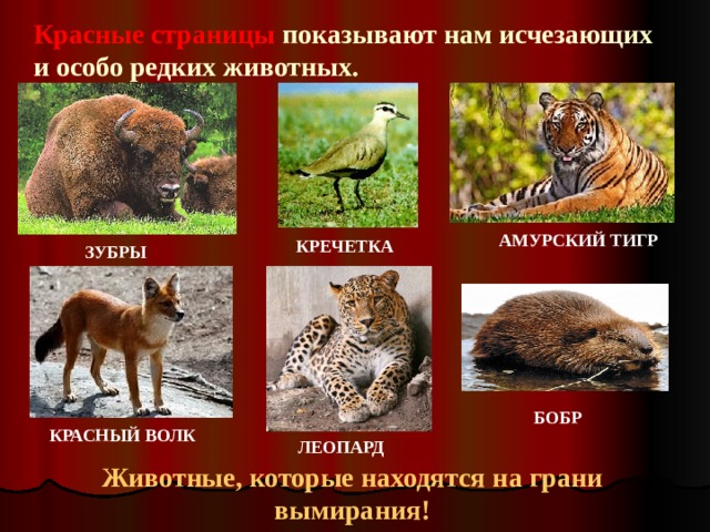 Красные страницы показывают нам исчезающих и особо редких животных.   АМУРСКИЙ ТИГР  КРЕЧЕТКА ЗУБРЫ БОБР КРАСНЫЙ ВОЛК ЛЕОПАРД Животные, которые находятся на грани вымирания! 