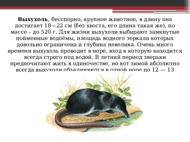 Выхухоль , бесспорно, крупное животное, в длину она достигает 18—22 см (без хвоста, его длина такая же), по массе – до 520 г. Для жизни выхухоли выбирают замкнутые пойменные водоёмы, площадь водного зеркала которых довольно ограничена и глубина невелика. Очень много времени выхухоль проводит в норе, вход в которую находится всегда строго под водой. В летний период зверьки предпочитают жить в одиночестве, но вот зимой абсолютно всегда выхухоли объединяются в одной норе по 12 — 13 особей разного пола и возраста. 