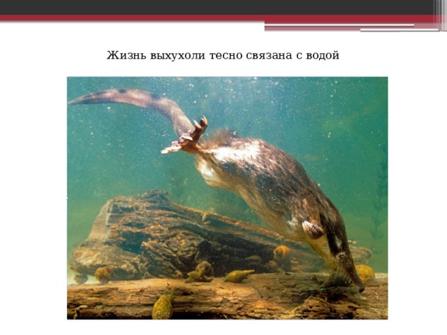 Жизнь выхухоли тесно связана с водой 