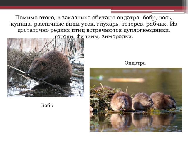Помимо этого, в заказнике обитают ондатра, бобр, лось, куница, различные виды уток, глухарь, тетерев, рябчик. Из достаточно редких птиц встречаются дуплогнездники, гоголи, филины, зимородки. Ондатра Бобр 