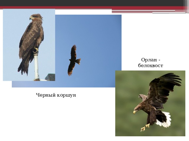 Орлан - белохвост Черный коршун 