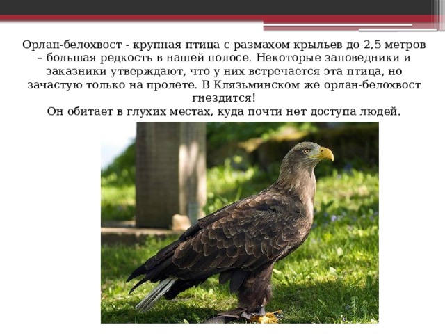 Орлан-белохвост - крупная птица с размахом крыльев до 2,5 метров – большая редкость в нашей полосе. Некоторые заповедники и заказники утверждают, что у них встречается эта птица, но зачастую только на пролете. В Клязьминском же орлан-белохвост гнездится!  Он обитает в глухих местах, куда почти нет доступа людей. 