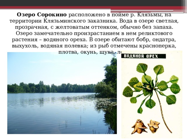 Озеро Сорокино расположено в пойме р. Клязьмы, на территории Клязьминского заказника. Вода в озере светлая, прозрачная, c желтоватым оттенком, обычно без запаха. Озеро замечательно произрастанием в нем реликтового растения – водяного ореха. В озере обитают бобр, ондатра, выхухоль, водяная полевка; из рыб отмечены красноперка, плотва, окунь, щука, лещ. 