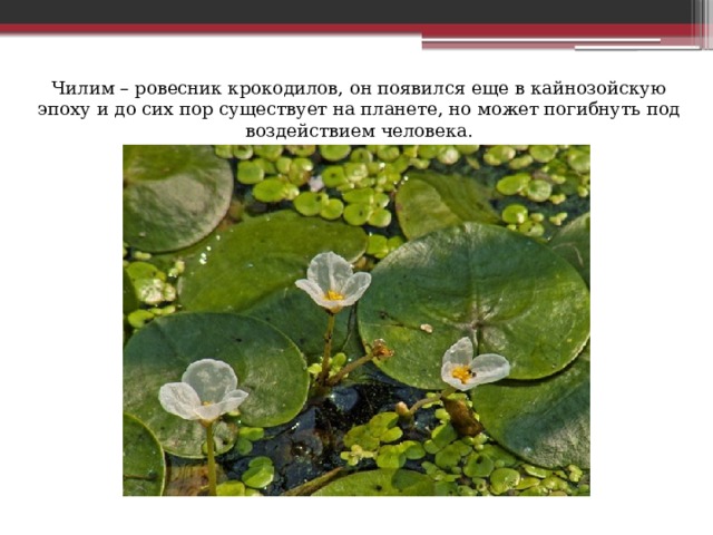 Чилим – ровесник крокодилов, он появился еще в кайнозойскую эпоху и до сих пор существует на планете, но может погибнуть под воздействием человека. 
