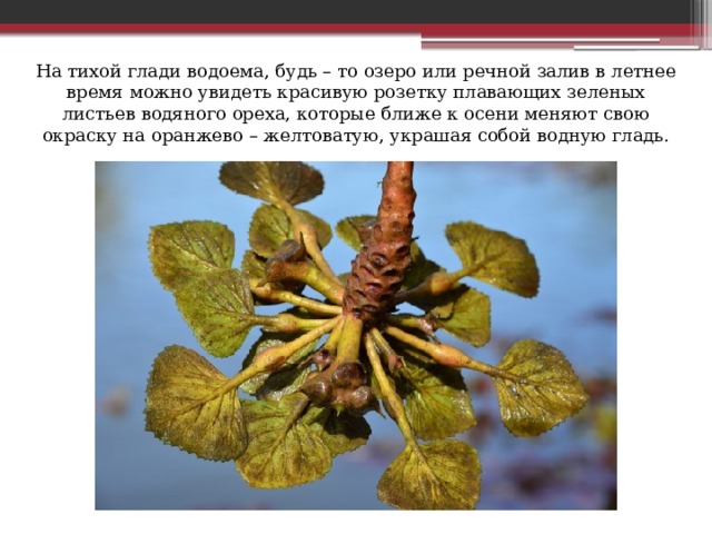 На тихой глади водоема, будь – то озеро или речной залив в летнее время можно увидеть красивую розетку плавающих зеленых листьев водяного ореха, которые ближе к осени меняют свою окраску на оранжево – желтоватую, украшая собой водную гладь. 