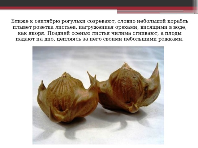 Ближе к сентябрю рогульки созревают, словно небольшой корабль плывет розетка листьев, нагруженная орехами, висящими в воде, как якоря. Поздней осенью листья чилима сгнивают, а плоды падают на дно, цепляясь за него своими небольшими рожками. 
