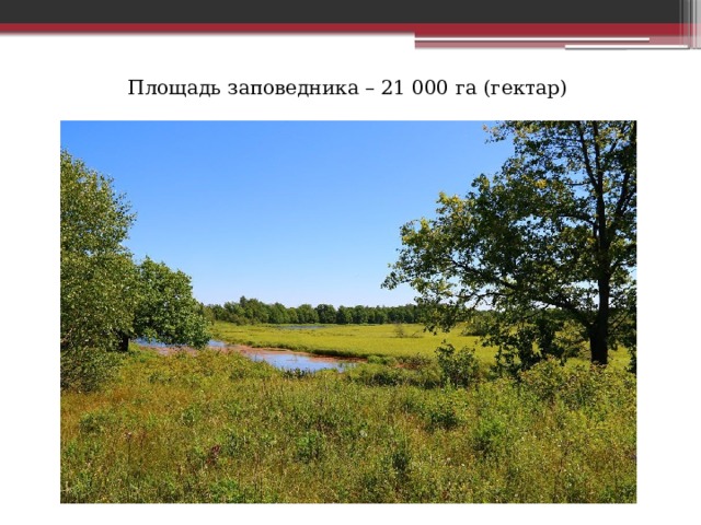 Площадь заповедника – 21 000 га (гектар) 