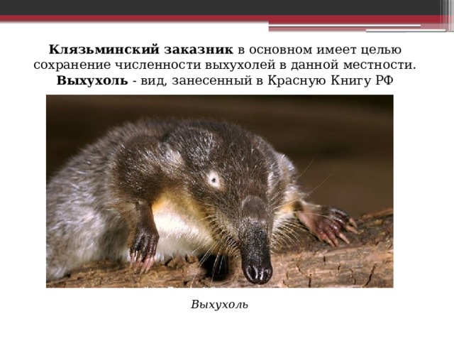 Клязьминский заказник  в основном имеет целью сохранение численности выхухолей в данной местности. Выхухоль - вид, занесенный в Красную Книгу РФ Выхухоль 