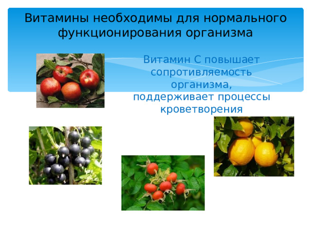 Витамины необходимы для нормального функционирования организма Витамин С повышает сопротивляемость организма, поддерживает процессы кроветворения 